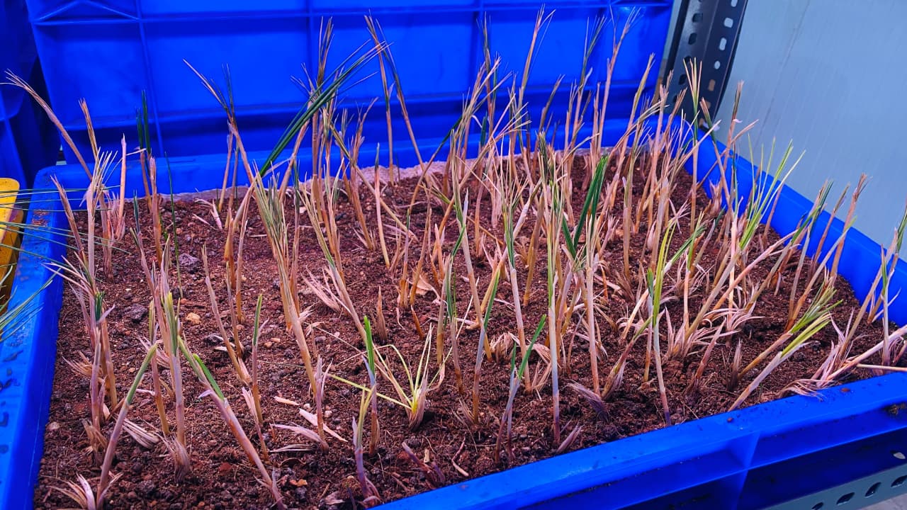 Kashmiri Saffron Farm 3